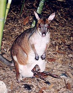 pademelon